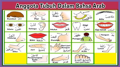 Sebagai bahasa yang luas pemakaiannya, bahasa ini menjadi bahasa resmi di brunei, indonesia (sebagai bahasa indonesia). Bahasa Arab Anggota Tubuh Lengkap Berserta Artinya