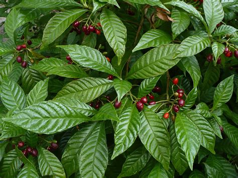 Wild Coffee Psychotria Nervosa 20 Seeds Etsy