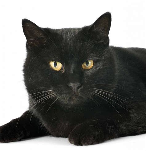 Black Cat Breeds Which Ones Make The Best Pets