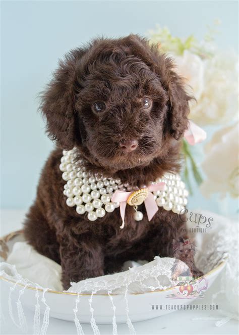 Poodle in dogs & puppies for sale. Chocolate Poodle Puppies in Davie Florida | Teacups ...