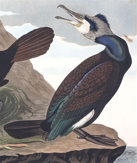 Common Cormorant | John James Audubon's Birds of America