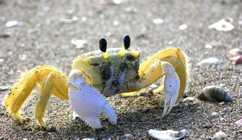 Types Of Crabs In Florida Exploration Squared