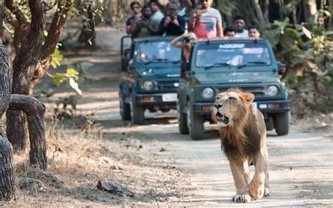 Why Gir National Park Is Famous Reserve India Tours