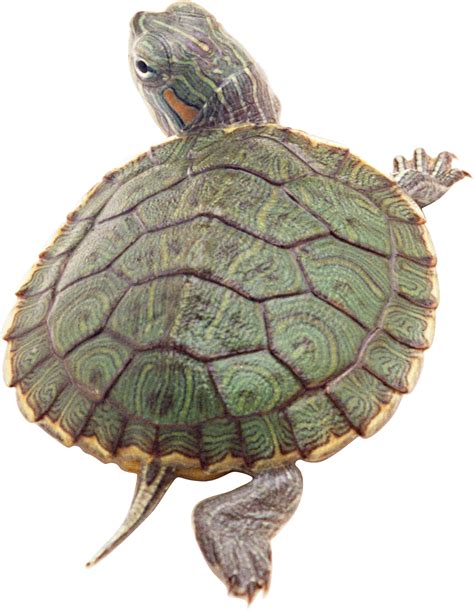 Turtle Png Transparent Image Download Size 1430x1841px