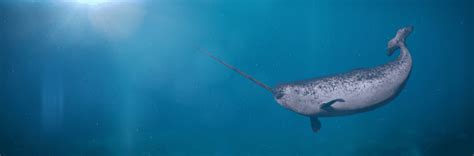 Baby Narwhals 7 Fascinating Facts About The Unicorn Of The Sea