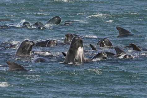 Pilot Whales Babysit Each Others Young While Swimming In Groups New
