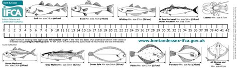 Sea Fishing Size Limits Charts