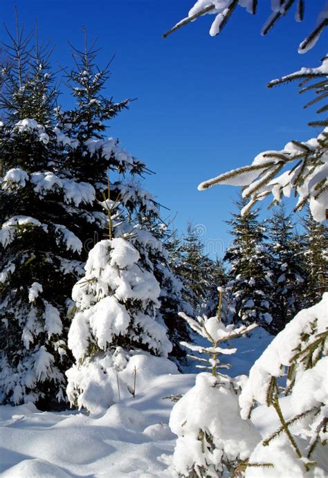 Snowy Fir Trees In The Winter Forest Christmas Tree Stock Image
