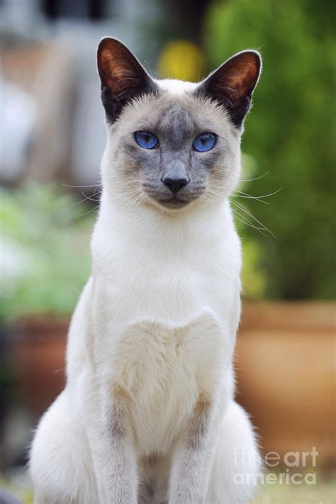 Oriental Blue Point Siamese Cat