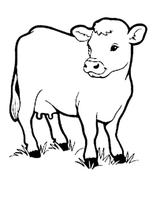 Calf Baby Cow Coloring Pages From My Heart