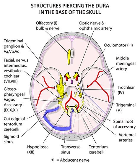 Instant Anatomy Head And Neck Areasorgans Meninges Transverse