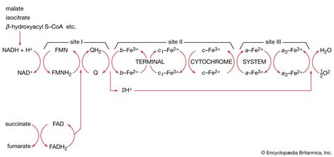 Cell Mitochondria Energy Organelle Britannica