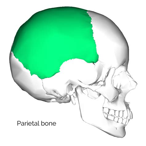 Bones Of The Skull Skull Osteology Anatomy Geeky Medics