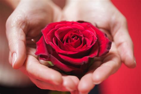 8 Ways to Get the Best Value on Valentine's Flowers