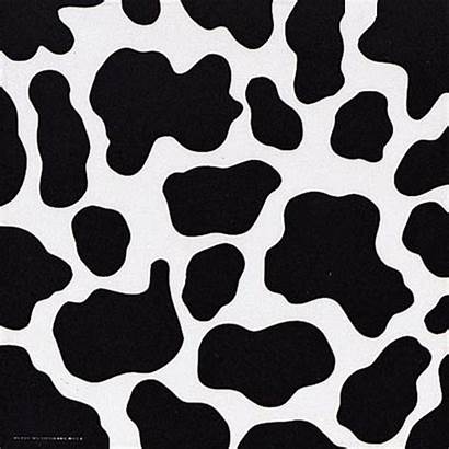 Cow Cowhide Skin Clipart Bandana Backgrounds Hide
