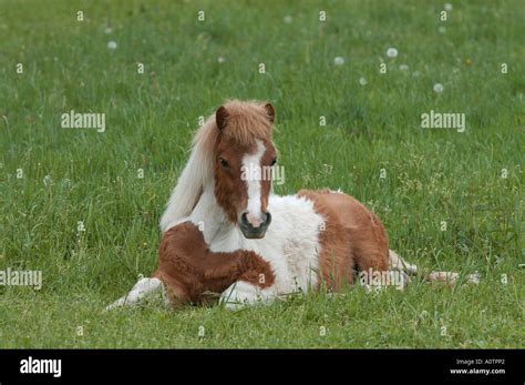 Shetland Pony Stock Photo Alamy
