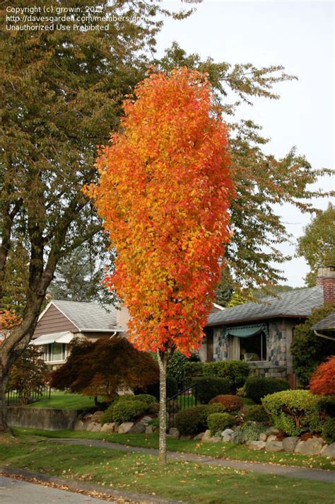 Plantfiles Pictures Red Maple Scarlet Maple Bowhall