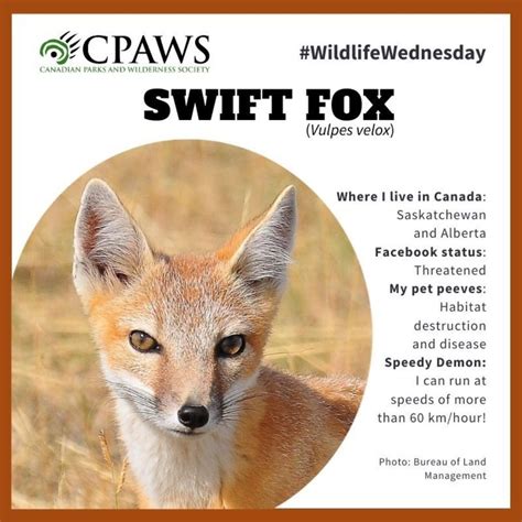 Canadian Parks And Wilderness On Instagram The Swift Fox Is A