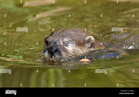 Otter Swimming In Water Stock Photo Alamy