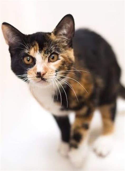 Meet Sherman A Very Rare Male Calico Kitten Love Meow