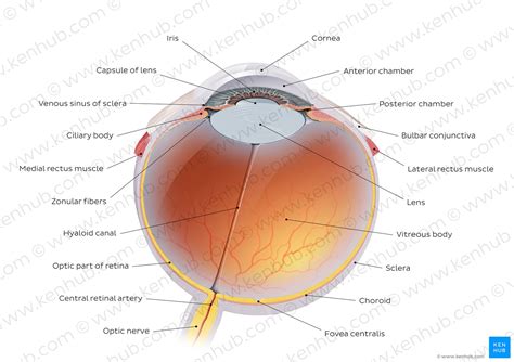 Diagram Pictures Blood Vessels Of The Eyeball Anatomy Kenhub My Xxx Hot Girl