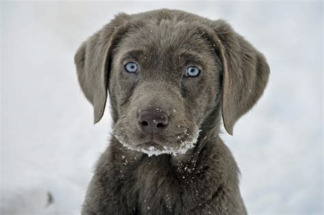 We are a silver labrador breeder specializing in silver lab puppies, and charcoal lab puppies, we take great pride in producing the most beautiful silver labs puppies on earth. Harley, our new silver lab puppy | alaskagirl1..trying to ...