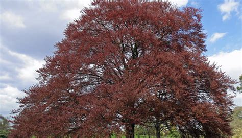The Meaning Of A Beech Tree Garden Guides