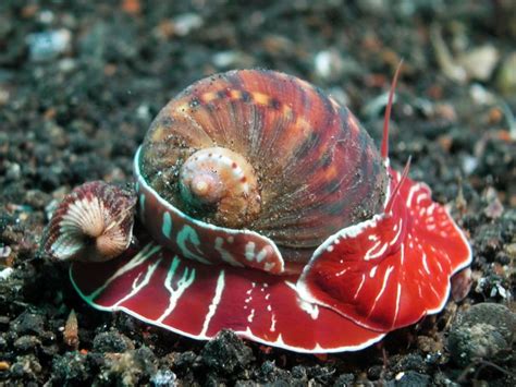 Index Photos Of Molluscs Mollusca Unterwasser Fotos Von Weichtieren