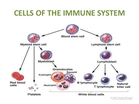 Immune System Apbiowiki
