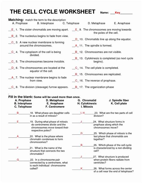 Because answering the issues in the worksheet is exactly like learning about a matter over and over again. Meiosis Matching Worksheet Answer Key Best Of 13 Best Of ...
