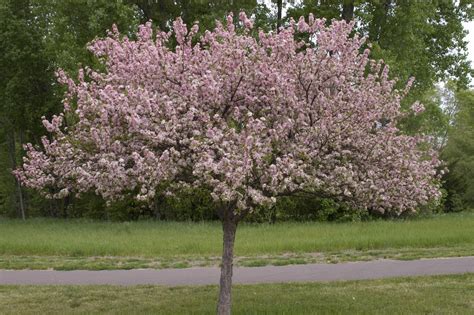 Your sapling will do best in slightly acidic soil. Coralburst Crabapple - Plant Library - Pahl's Market ...