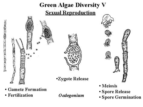 Green Algae Chlorophytes Green Algae Diversity I Chlorella