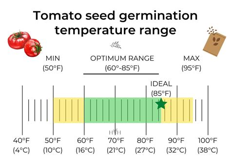 Tomato Seed Germination 🍅 🌱 Unlocking Seedling Growth Potential