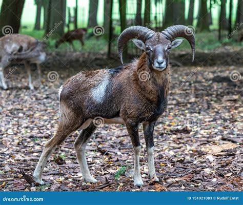 Europeisk Mouflon Ovisorientalismusimon Djurlivdjur Fotografering För