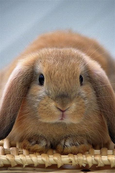 Lop Eared Bunny Самые милые животные Кролик Крольчата