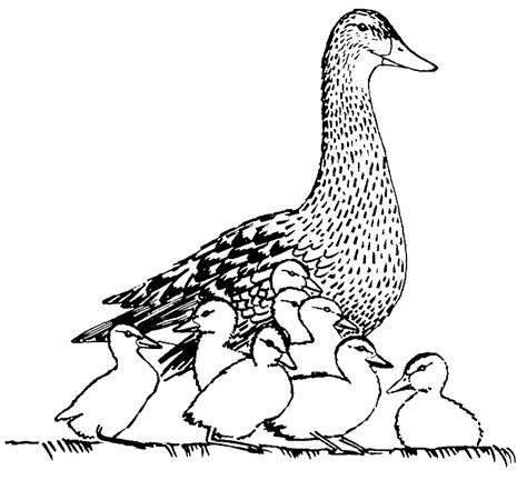 Mallard Duck Coloring Pages Sketch Coloring Page