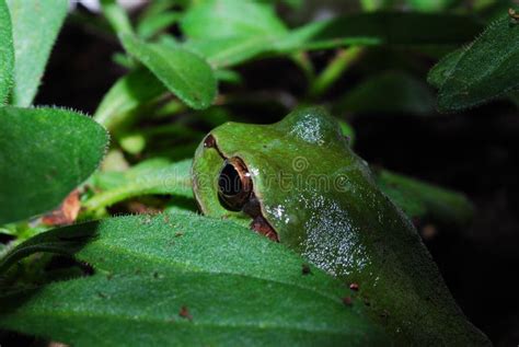 Green Frog And Green Leaves Stock Photo Image Of Amphibian Small
