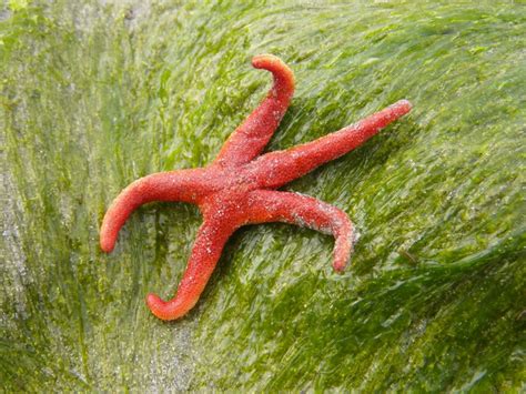 Blood Star Henricia Leviuscula Biodiversity Of The Central Coast