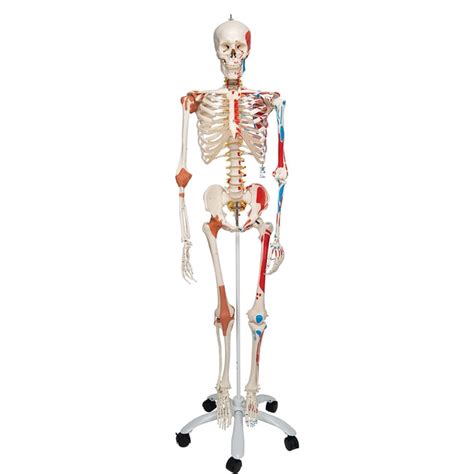 3b Scientific Deluxe Human Skeleton Includes 3b Smart Anatomy