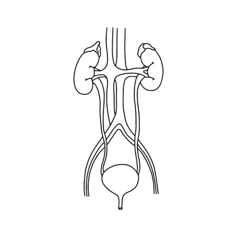 Urinario Aparato Excretor Harnsystem Coloring Dibujos Urinaria Urinary