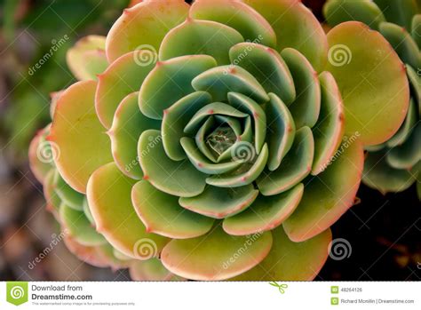 The Captivating Pattern Of A Succulent Aeonium Desert