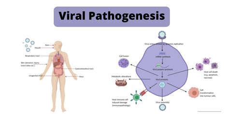 Viral Pathogenesis Definition Mechanisms Factors