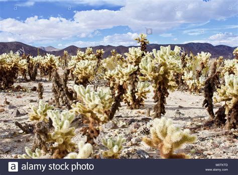 One of the hottest commodities at the moment is ariocarpus fissuratus, commonly called the living rock cactus. New Mexico State Tree Stock Photos & New Mexico State Tree ...