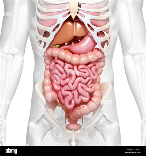Abdominal Anatomy Artwork Stock Photo Alamy