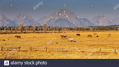 Horses Graze In An Open Pasture Near Grand Teton National Park In