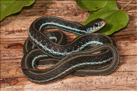 Blue Striped Garter Snake Thamnophis Sirtalis Similis Garter Snake