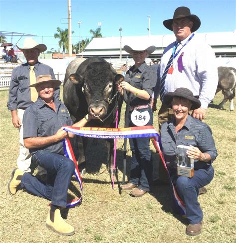 Beef 2015 Stud Cattle Championships Rockhampton The Australian
