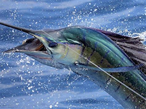 Mad Marlin Sportfishing Iztapa Ce Quil Faut Savoir