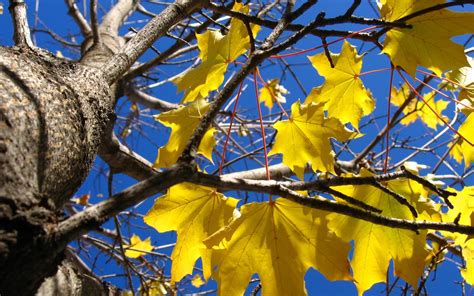 1920x1200 Cat Fall Tree Maple Leaves Yellow Looks Wallpaper