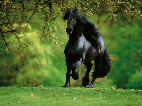 Search free horse wallpapers on zedge and personalize your phone to suit you. Arabian Horse Wallpapers, Pictures, Images